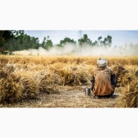 Продам пшеницу 3 класса 300 тонн Новоишимка элеватор урожай 2022года