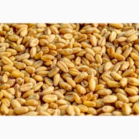 Продам пшеницу 3 класса 265 тонн Новоишимка элеватор урожай 2022года