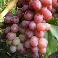 Виноград Ливия