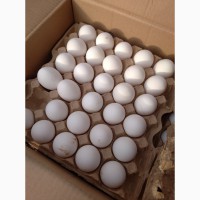 Яйца куриные Оптом BH