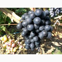 Виноград Черный изумруд (кишмиш)