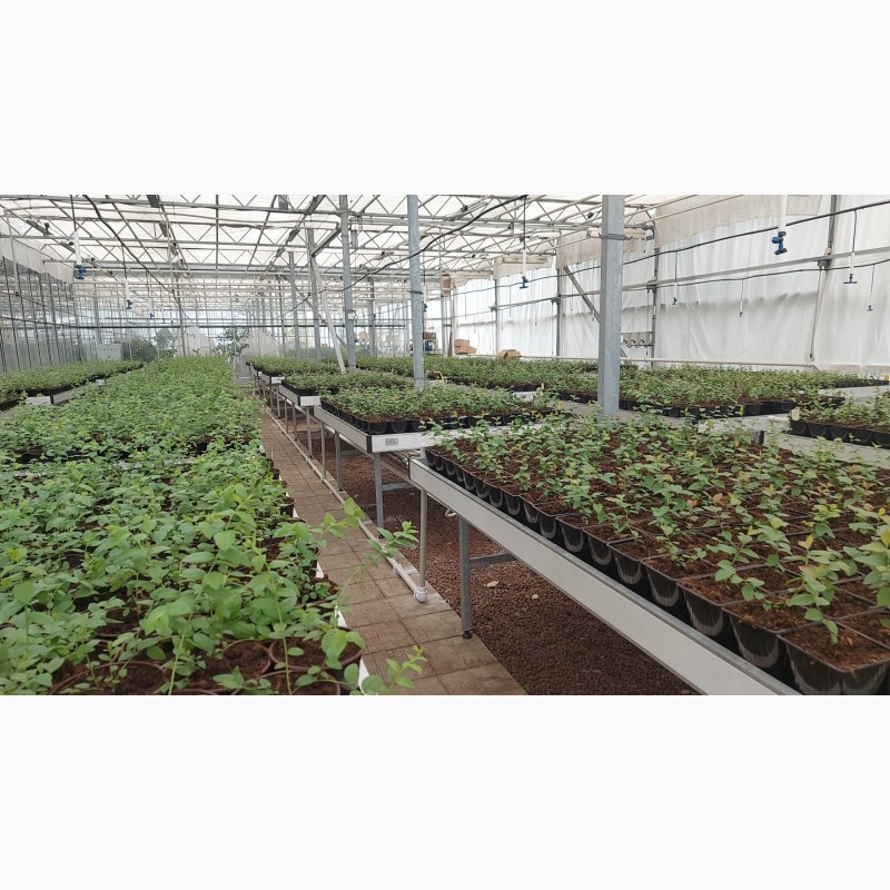Фото 2. Вегетационные столы для выращивания рассады