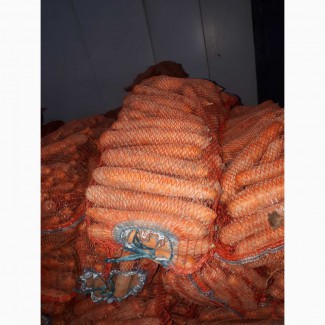 Продам морковь оптом из Беларусии