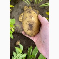 Картофель потом, урожай 2021 года. Павлодар