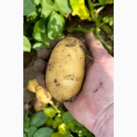 Картофель потом, урожай 2021 года. Павлодар