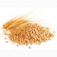 Продам пшеницу мягкую 3 класса Акмолинская обл