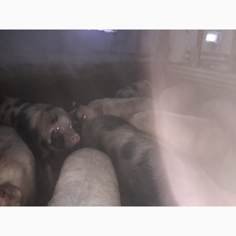 Фото 2. ТОО реализует 60 голов свиней
