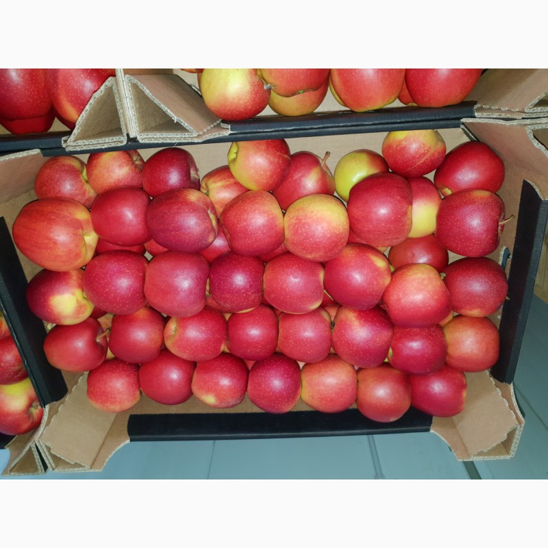Фото 10. Оптовые поставки яблок из Польши