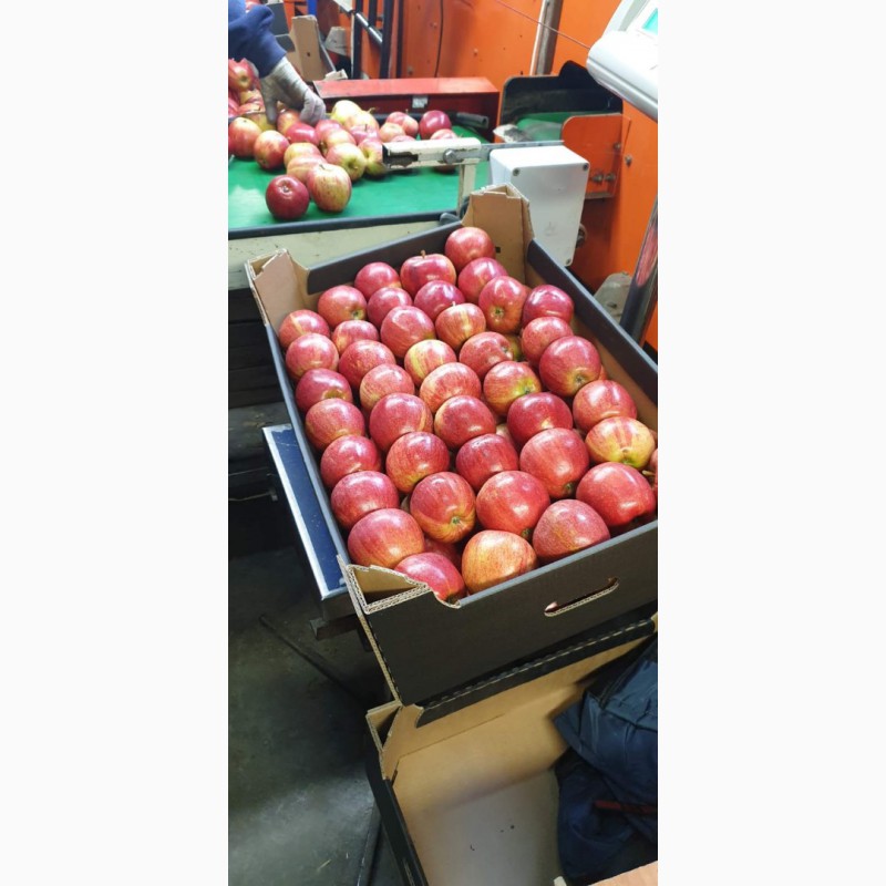Фото 2. Оптовые поставки яблок из Польши