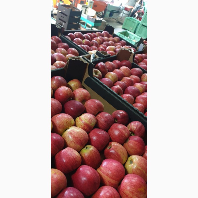 Фото 5. Оптовые поставки яблок из Польши