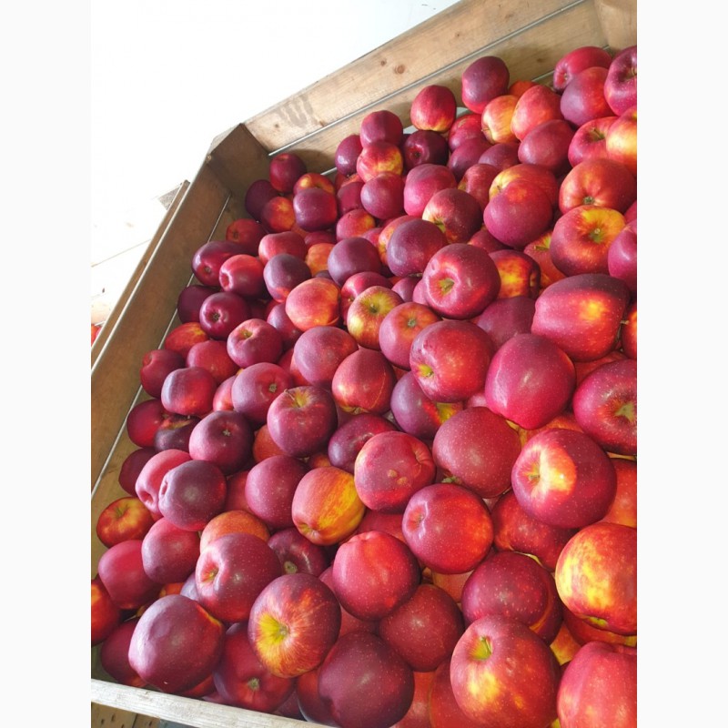 Фото 8. Оптовые поставки яблок из Польши