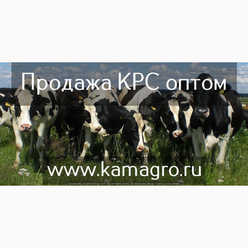 Заполните схему крупный рогатый скот хозяйственные группы