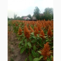 Амарант оранжевый гигант семена