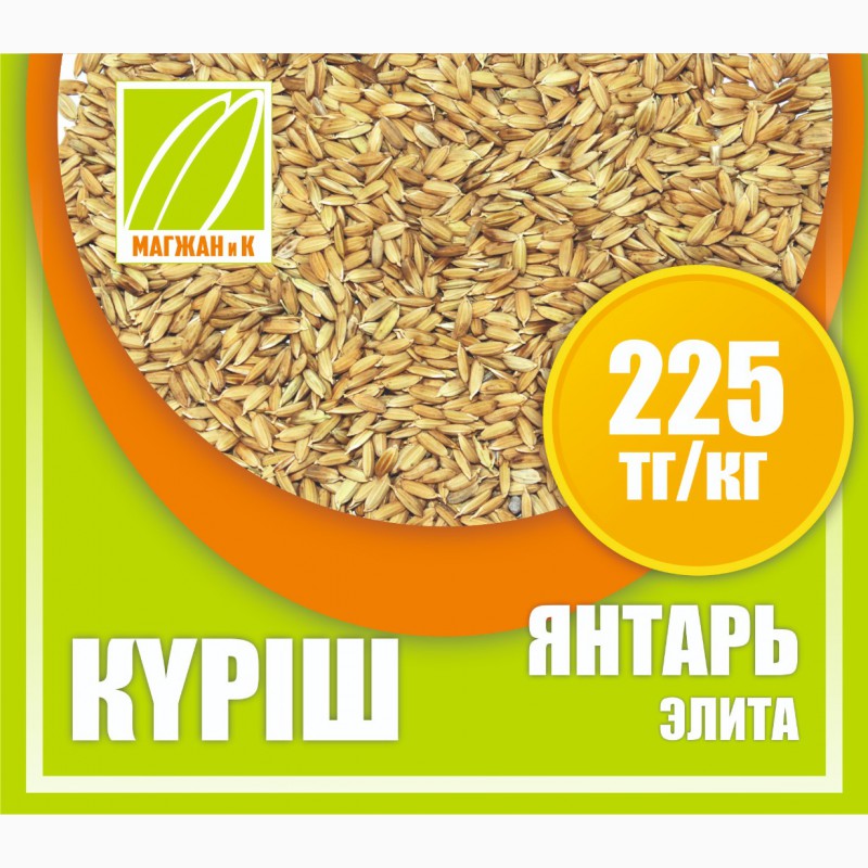 Фото 6. Оптом семена риса, люцерны и пшеницы
