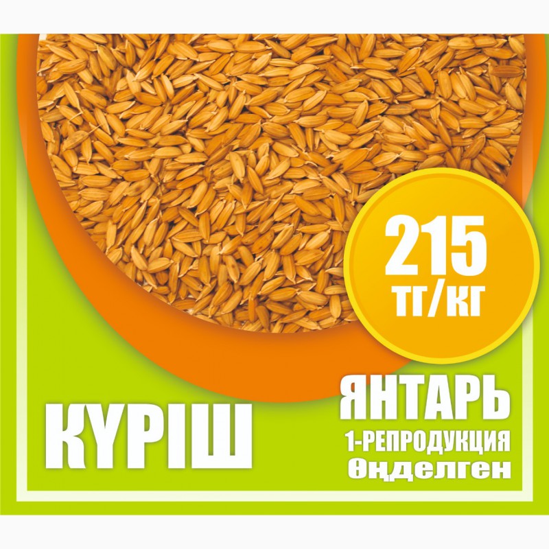 Фото 7. Оптом семена риса, люцерны и пшеницы