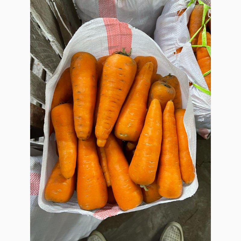 Фото 8. Реализуем овощи (картофель, морковь, свекла, лук) оптом по Казахстану