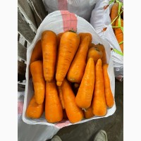Реализуем овощи (картофель, морковь, свекла, лук) оптом по Казахстану