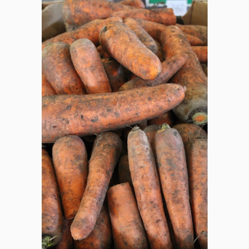 Фото 9. Реализуем овощи (картофель, морковь, свекла, лук) оптом по Казахстану