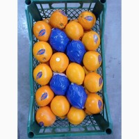 Апельсин из Турции экспорт