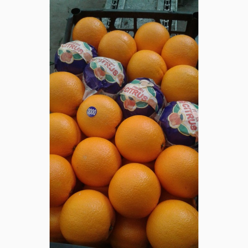Фото 2. Апельсин из Турции экспорт