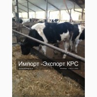 Племенные нетели Молочных пород