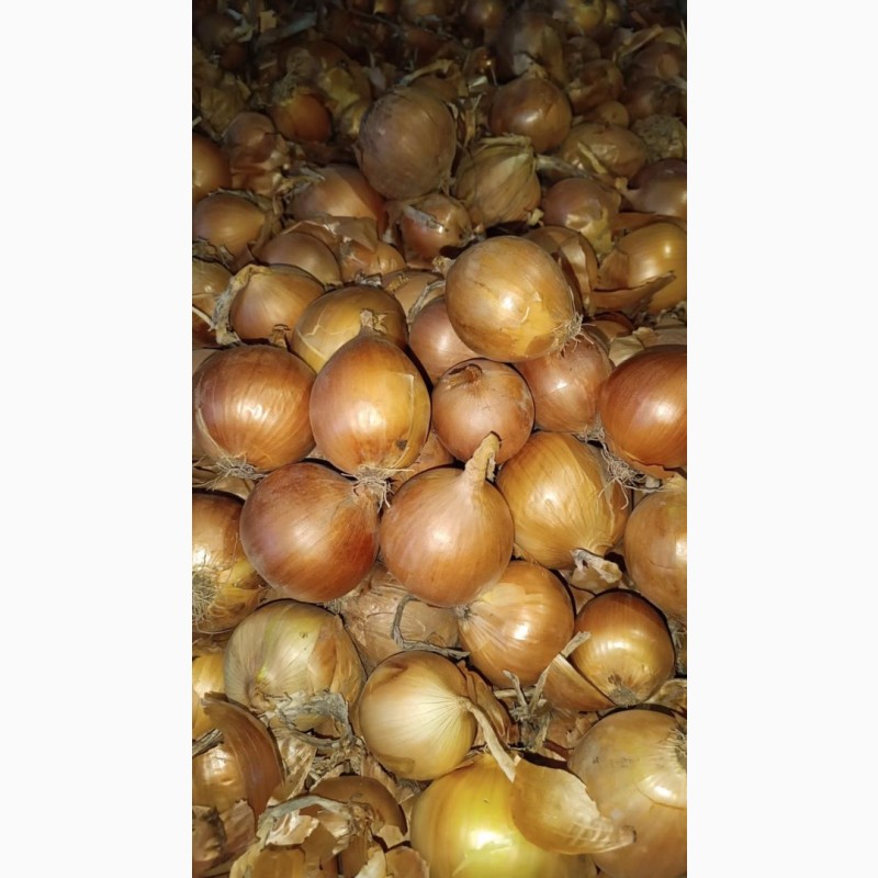 Фото 2. Лук репчатый (onions)