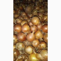 Лук репчатый (onions)
