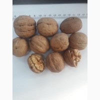 Орехи грецкие в скорлупе