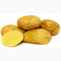 Семенной картофель из Беларуси. Картофель Бриз