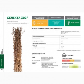 Семена сои: сорт СЕЛЕКТА 302 селекции Компании Соевый комплекс (РОССИЯ)