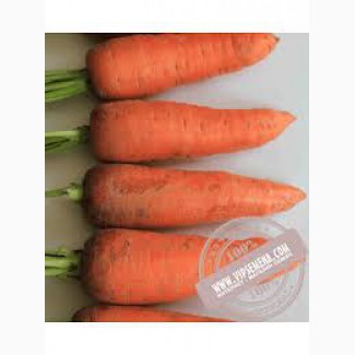 Шантане морковь