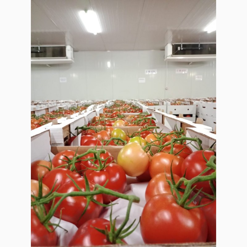 Фото 2. Продаем томаты сорт мерлис ветка