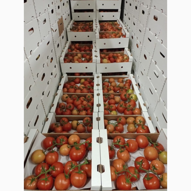 Фото 3. Продаем томаты сорт мерлис ветка