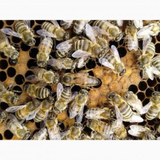 Пчелосемьи и пчелопакеты 2023