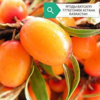 Казахстан Нур-Султан Астана ягоды овощи фрукты сухофрукты варенье доставка бесплатно ягода