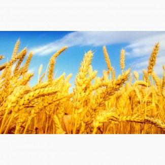 Пшеница урожая 2019 года 3 класс