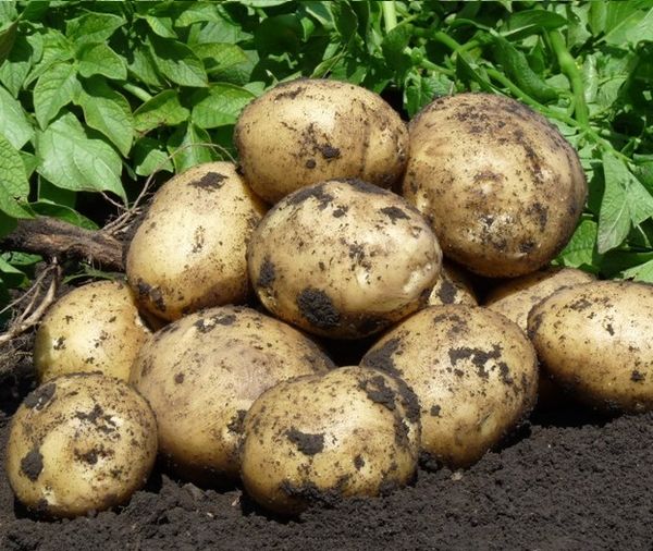 Картофель продажа — Agro-Kazakhstan