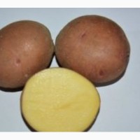 Семенной картофель из Беларуси. Картофель Першацвет