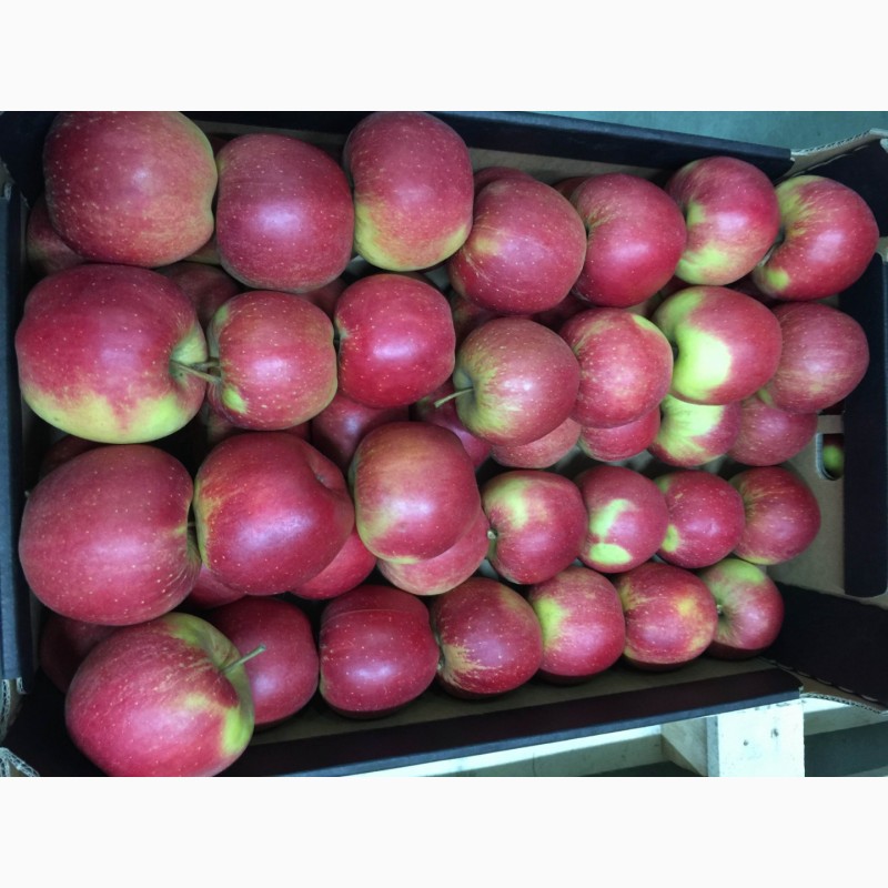 Фото 3. Оптовые продажи польских яблок от производителя