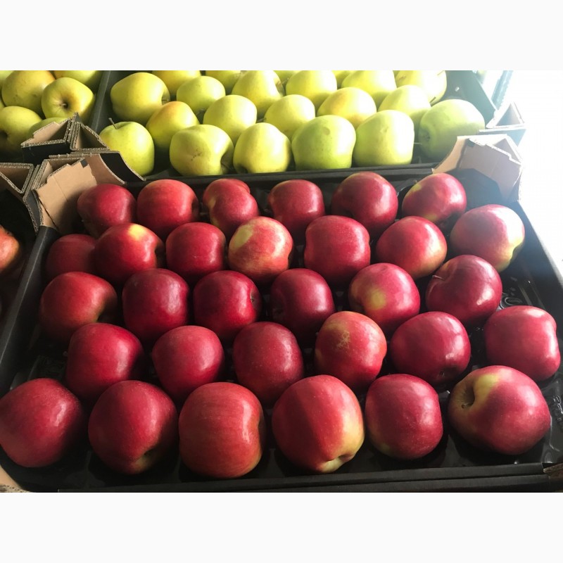 Фото 4. Оптовые продажи польских яблок от производителя