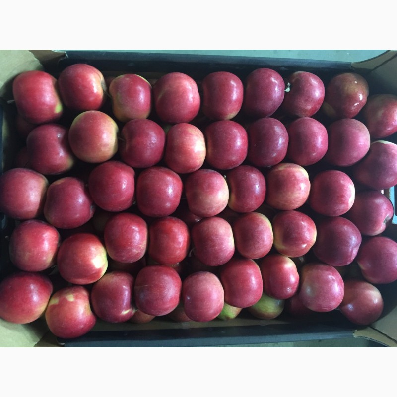 Фото 5. Оптовые продажи польских яблок от производителя