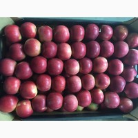 Оптовые продажи польских яблок от производителя