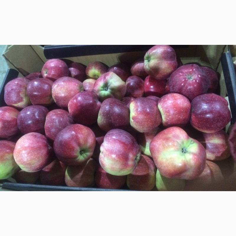 Фото 6. Оптовые продажи польских яблок от производителя