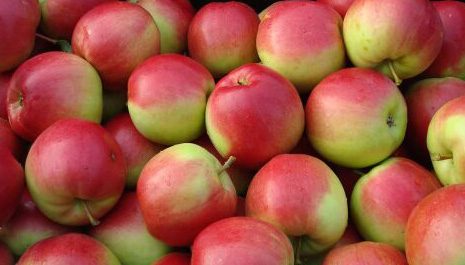 Фото 7. Оптовые продажи польских яблок от производителя