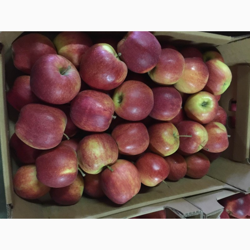Фото 8. Оптовые продажи польских яблок от производителя