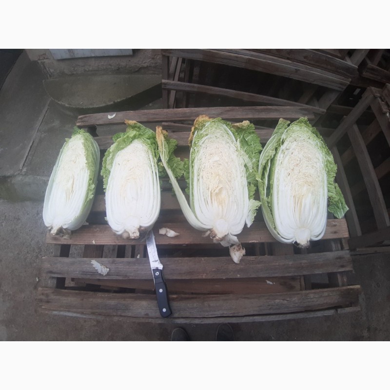 Фото 2. Срочно продам овощи от Киргизского производителя
