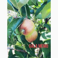 Яблоки Сорта Gala Memo