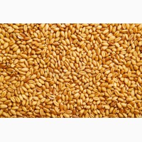 Пшеница 3, 4, 5 класс от производителя