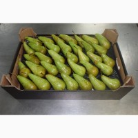 Оптовая продажа польских груш