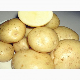 Семенной картофель голландских сортов (РИВЬЕРА, ИМПАЛА, ЭВОЛЮШЕН, АРИЗОНА, АЛУЭТ, ФОНТАНЕ)